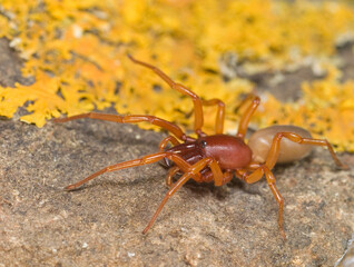 Woodlouse spider or sowbug hunter (Dysdera crocata) is a spider native to Mediterranan Basin but with a cosmopolitan distribution today.. Sardinia, Italy