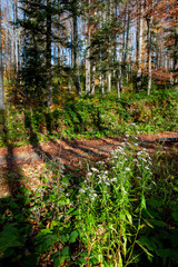 Beautiful autumn landscape. Travel, hiking, freedom, active lifestyle. Autumn in the forest.