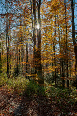 Beautiful autumn landscape. Travel, hiking, freedom, active lifestyle. Autumn in the forest.
