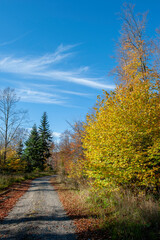 Beautiful autumn landscape. Travel, hiking, freedom, active lifestyle. Autumn in the forest.