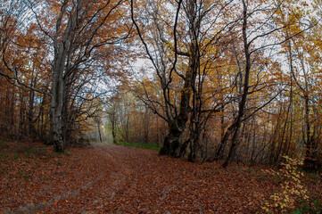 Fototapeta premium Beautiful autumn landscape. Travel, hiking, freedom, active lifestyle. Autumn in the forest.