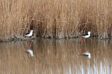 2 échasses blanches