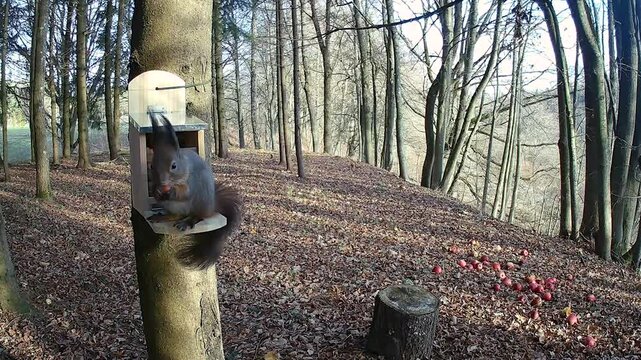 trail camera video of a red squirrel at a squirrel feeder eating hazelnut