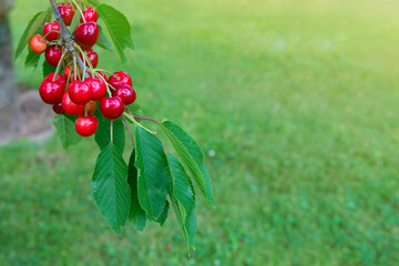 Branch of ripe cherries on a tree in summer garden