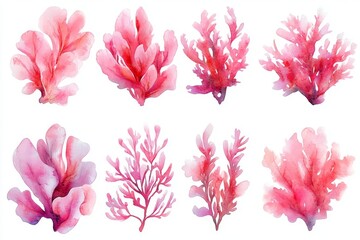 Fototapeta premium Modern watercolor illustrations of seaweed and corals, set against a white backdrop. Perfect for sea-themed design elements and decorating water-related recreational areas, parks, and beaches