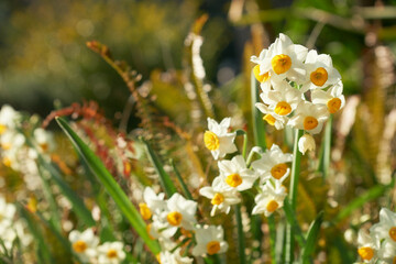 花壇に咲いた水仙の花