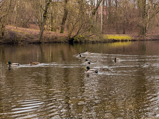 pond with ducks and autumn forest without leaves.