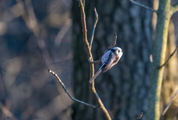 Tiny acrobat of the avian world, a Long-tailed Tit perches delicately on a winter branch, its...