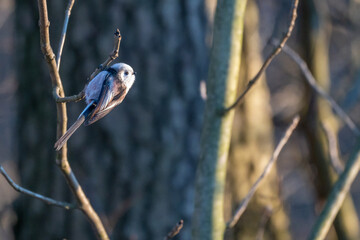 Tiny acrobat of the avian world, a Long-tailed Tit perches delicately on a winter branch, its...