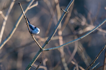 Tiny acrobat of the avian world, a Long-tailed Tit perches delicately on a winter branch, its...