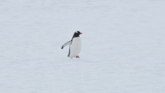 A solitary Gentoo penguin (Pygoscelis papua) walking on the snow during a day in a penguin colony, Damoy Point, Antarctica