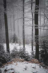 Fototapeta premium frozen trees and winter landscape covered in snow and fog when hiking in czech mountains