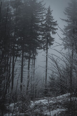 frozen trees and winter landscape covered in snow and fog when hiking in czech mountains