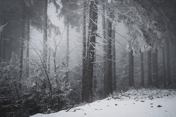 frozen trees and winter landscape covered in snow and fog when hiking in czech mountains