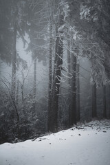 frozen trees and winter landscape covered in snow and fog when hiking in czech mountains