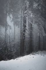 frozen trees and winter landscape covered in snow and fog when hiking in czech mountains © Lucie