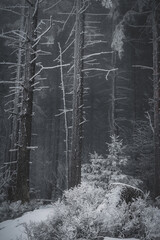 frozen trees and winter landscape covered in snow and fog when hiking in czech mountains