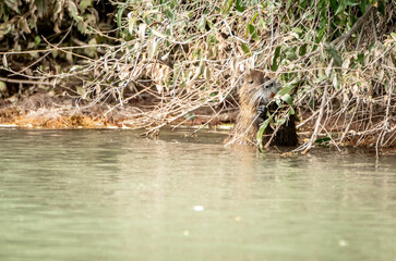 nutria