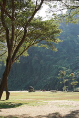 The tree with big mountain background behide