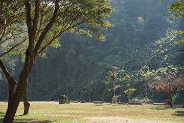 The tree with big mountain background behide