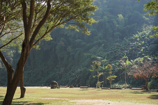 The tree with big mountain background behide