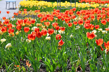 Tulpen, ein Blütenmeer