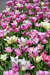 Tulpen, ein Blütenmeer