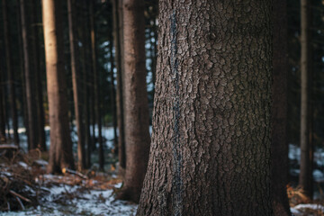 close up of a trunk of tree in the woods