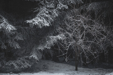 frozen trees and winter landscape covered in snow and fog when hiking in czech mountains