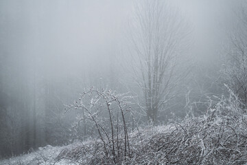 frozen trees and winter landscape covered in snow and fog when hiking in czech mountains