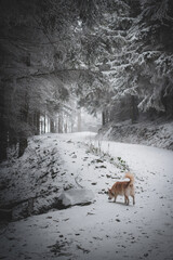 frozen trees and winter landscape covered in snow and fog when hiking in czech mountains