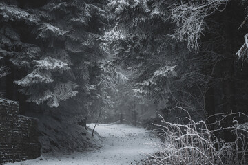 frozen trees and winter landscape covered in snow and fog when hiking in czech mountains