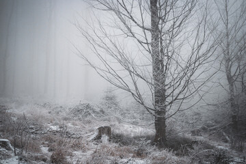 frozen trees and winter landscape covered in snow and fog when hiking in czech mountains