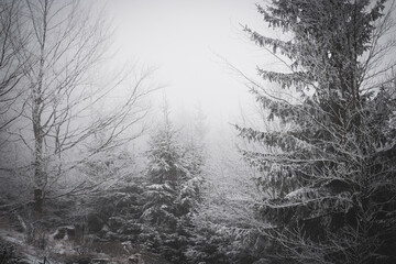 frozen trees and winter landscape covered in snow and fog when hiking in czech mountains