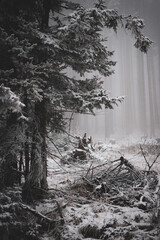 frozen trees and winter landscape covered in snow and fog when hiking in czech mountains