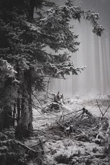 frozen trees and winter landscape covered in snow and fog when hiking in czech mountains © Lucie