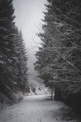 frozen trees and winter landscape covered in snow and fog when hiking in czech mountains