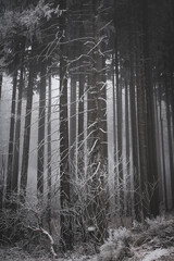 frozen trees and winter landscape covered in snow and fog when hiking in czech mountains