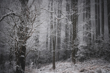 frozen trees and winter landscape covered in snow and fog when hiking in czech mountains
