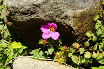Small pink flowers under the big rock