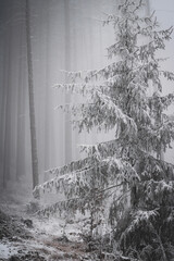 frozen trees and winter landscape covered in snow and fog when hiking in czech mountains