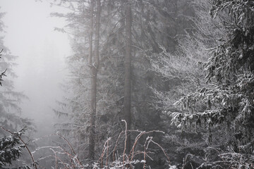 frozen winter landscape covered in snow and fog when hiking in czech mountains
