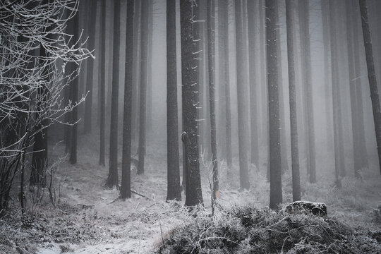 frozen trees and winter landscape covered in snow and fog when hiking in czech mountains - Powered by Adobe