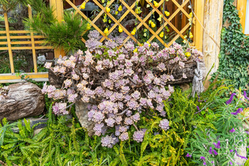 Miniature succulent plants (succulent cactus) at the garden