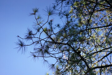 Beautiful nature. Green trees and bright blue sky. Suitable for a background