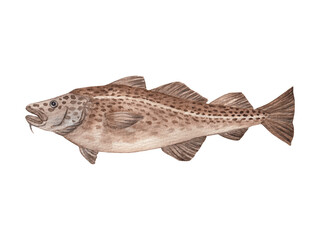 Cod (Gadus morhua) – Realistic hand-painted cod, watercolor, transparent background.