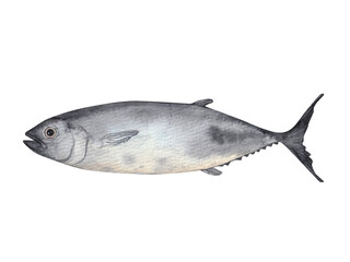 Tuna (Thunnus thynnus) – Hand-painted realistic tuna, watercolor, transparent backgroun