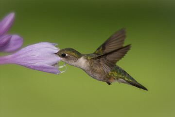 Ruby-throated Hummingbird, Archilochus colubris female in wild in Minnesota.