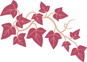 ivy plant drawing illustration.