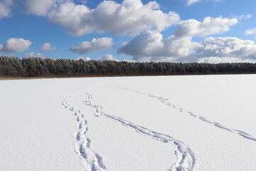 Winter landscape with snow